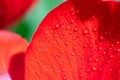 Red tulip floral backdrop. A lot of tiny dew drops on sunlit vivid tulip flower petals. Red tulip in drops of water close-up.