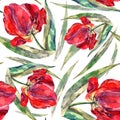 Akvarel tulipány 