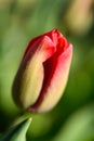 Red tulip flower beginning to open