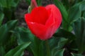 Red tulip flower bloom on background of blurry red tulips flowers Royalty Free Stock Photo