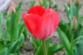 Red tulip flower bloom on background of blurry red tulips flowers Royalty Free Stock Photo