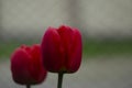 Red tulip flower bloom on background of blurry red tulips flowers Royalty Free Stock Photo