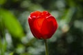 Red tulip flower bloom on background of blurry red tulips flowers Royalty Free Stock Photo