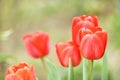 Red tulip flower bloom on background of blurry red tulips flowers Royalty Free Stock Photo