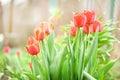 Red tulip flower bloom on background of blurry red tulips flowers Royalty Free Stock Photo