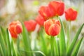 Red tulip flower bloom on background of blurry red tulips flowers Royalty Free Stock Photo