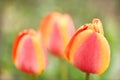 Red tulip flower bloom on background of blurry red tulips flowers Royalty Free Stock Photo