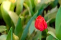 Red tulip flower bloom on green leaves background in tulips garden, Spring flowers Royalty Free Stock Photo