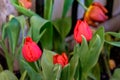 Red tulip flower bloom on green leaves background in tulips garden, Spring flowers Royalty Free Stock Photo