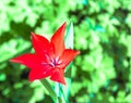 Red tulip flower bloom in spring Royalty Free Stock Photo