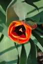 Red tulip flower blooming bud, blurry green leaves background, close up detail Royalty Free Stock Photo