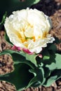 White soft yellow tulip terry `Foxy Foxtrot` flower blooming bud, blurry  background, close up Royalty Free Stock Photo