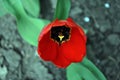 Red tulip flower blooming and growing in gray ground blurry background, close up Royalty Free Stock Photo