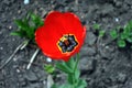 Red tulip flower blooming and growing in gray ground blurry background, horizontal Royalty Free Stock Photo