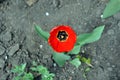 Red tulip flower blooming and growing in gray ground blurry background Royalty Free Stock Photo