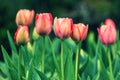 Red tulip flower blooming in tulips garden with blurry  background. Royalty Free Stock Photo