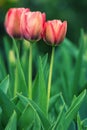 Red tulip flower blooming in tulips garden with blurry  background. Royalty Free Stock Photo