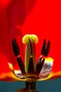 Red tulip flower blossom, portrait