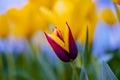 Red tulip flower on a blurred background of yellow flowers Royalty Free Stock Photo