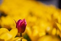 Red tulip flower on a blurred background of yellow flowers Royalty Free Stock Photo