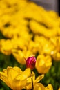 Red tulip flower on a blurred background of yellow flowers Royalty Free Stock Photo