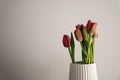 Red tulip flower bouquet in bloom on a white pot isolated on a bright solid white background