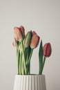 Red tulip flower bouquet in bloom on a white pot isolated on a bright solid white textured background