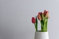 Red tulip flower bouquet in bloom on a white pot isolated on a bright solid white textured background