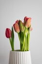 Red tulip flower bouquet in bloom on a white pot isolated on a bright solid white textured background