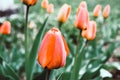 Red tulip flower, bud close-up. Photo Royalty Free Stock Photo