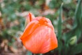 Red tulip flower, bud close-up. The photo Royalty Free Stock Photo