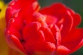 Red tulip flower Close up of beautiful