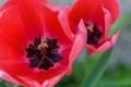 Red tulip flower closeup