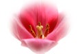 Red pink Tulip flower with closion effect