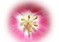 Red pink Tulip flower with closion effect flower Background