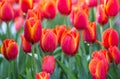 Red tulip flower fields blooming Royalty Free Stock Photo