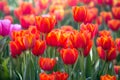 Red tulip flower fields blooming Royalty Free Stock Photo