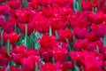 Red tulip flower fields blooming Royalty Free Stock Photo
