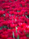 Red tulip flower fields blooming Royalty Free Stock Photo