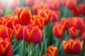 Red tulip flower fields blooming Royalty Free Stock Photo