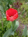 The red tulip flower has blossomed in the spring in the flower bed.