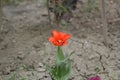 Red tulip flower in the garden with land background Royalty Free Stock Photo