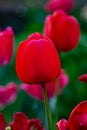 Red tulip flower in the garden. Plant, herb and vegetable. Nature photography Royalty Free Stock Photo