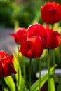 Red tulip flower in the garden. Plant, herb and vegetable. Nature photography Royalty Free Stock Photo