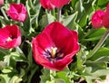 red tulip flower in a garden in spring season Royalty Free Stock Photo