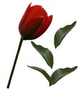 Red tulip flower and green leafs on a white isolated background with clipping path. Closeup. no shadows. For design. Side vie Royalty Free Stock Photo