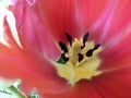 Red tulip flower growing in a garden Royalty Free Stock Photo