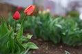 Red tulip flower growing in a spring garden Royalty Free Stock Photo