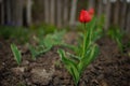 Red tulip flower grows in spring garden. Picket fence on background Royalty Free Stock Photo