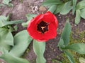 The red tulip flower has blossomed in the spring in the flower bed.